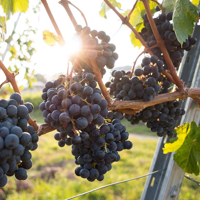 Ripe grapes hang along a vineyard fence.