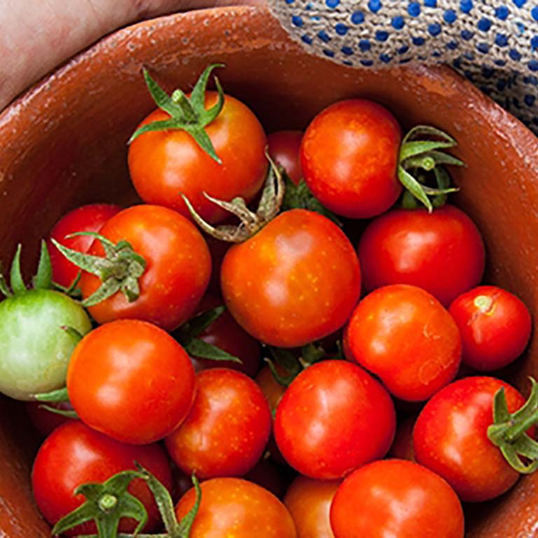 Bowl of tomatoes.